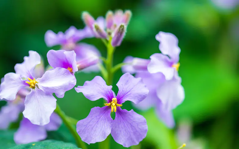 紫罗兰 绽放 2021 花卉 植物 5K桌面壁纸5120×3200 特写