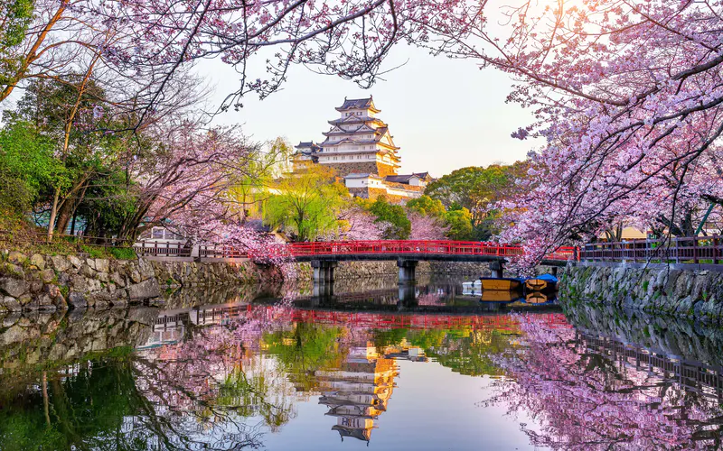 樱花 花朵 城堡 阳光 姬路 日本 5K