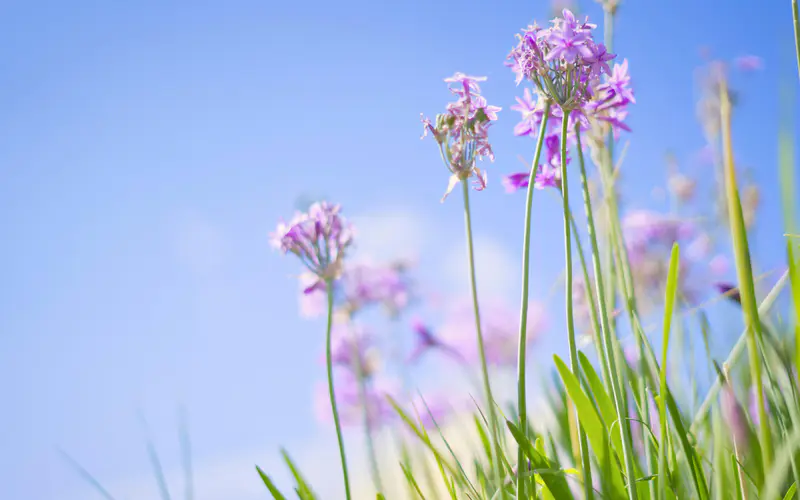 春天 粉红色 花 绿草 植物 特写 5K桌面壁纸5120×3200