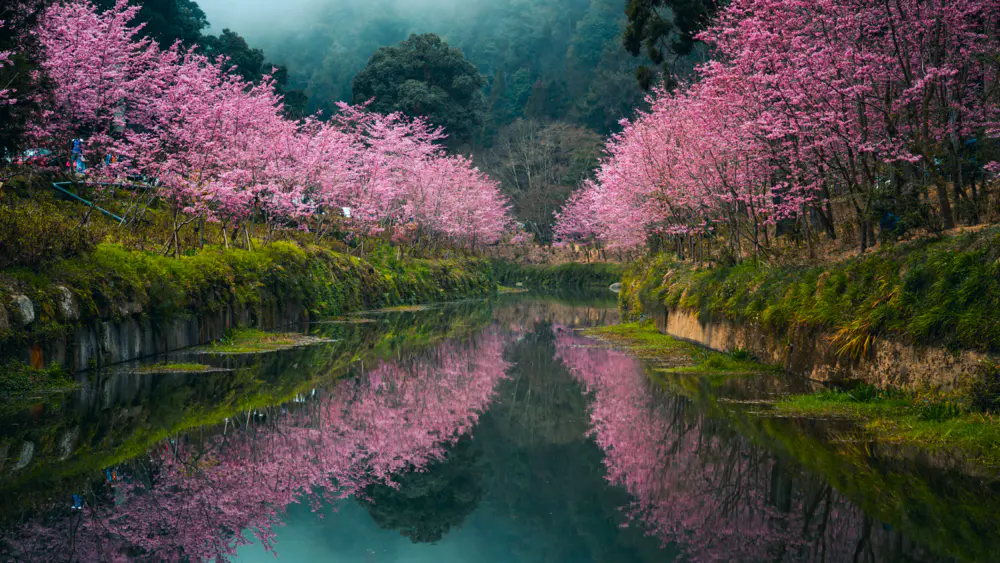 自然 景观 树木 植物 草 水 倒影 森林 山脉 樱花 台湾 4K壁纸