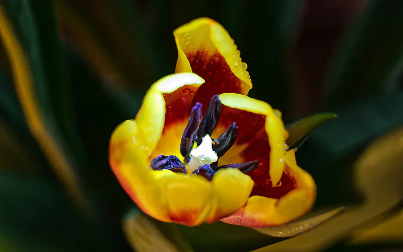 花瓣 雄蕊 2022 花 植物 5K桌面壁纸5120×3200 特写