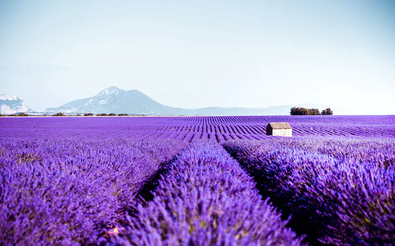 紫色 薰衣草 花园 valensole 法国 bing 5K桌面壁纸5120×3200