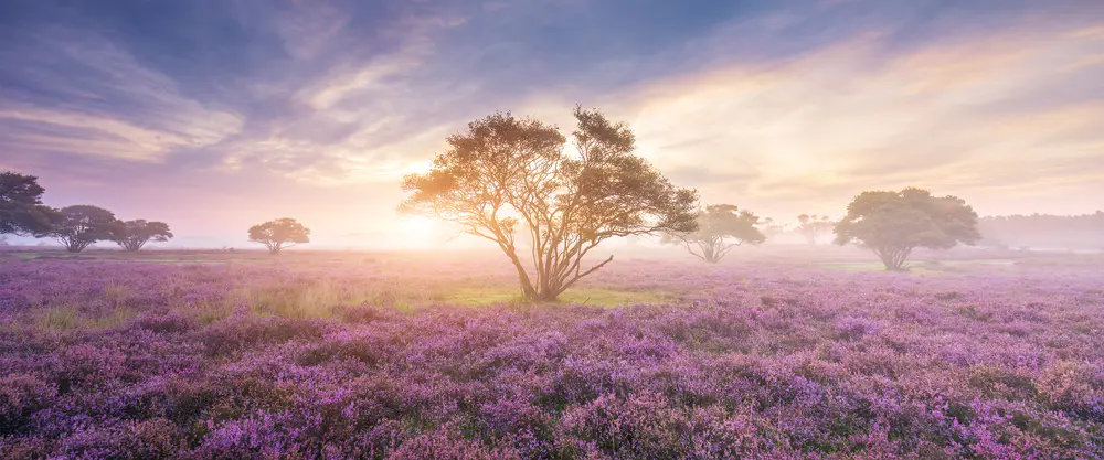 日出紫色花田美景_3840x1600带鱼屏_高清电脑桌面壁纸