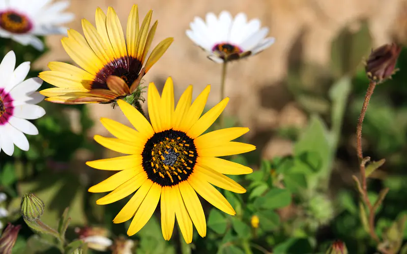 常见 野生菊花 花 花瓣 5K桌面壁纸5120×3200