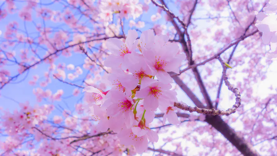 樱花 开花 粉红色 弹簧 树枝 4K桌面壁纸 3840×2160