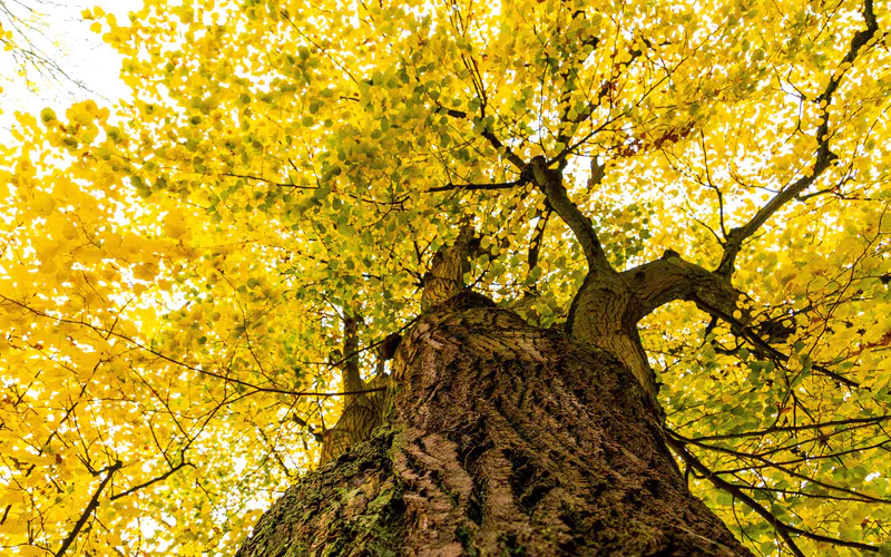 树干 金色 叶子 银杏 秋天 5K桌面壁纸5120×3200 特写镜头