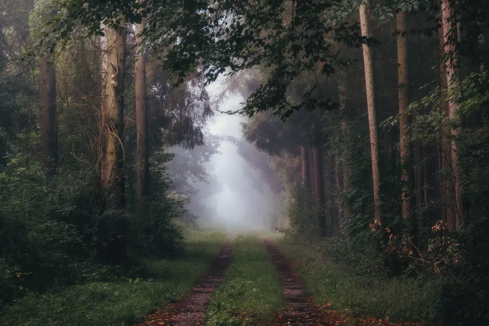 “森林小径高清电脑桌面壁纸”