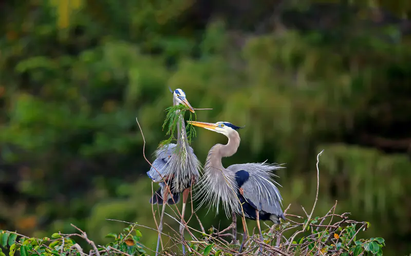 蓝鹭,瓦可达哈齐湿地,佛罗里达,Bing,5K桌面壁纸5120×3200