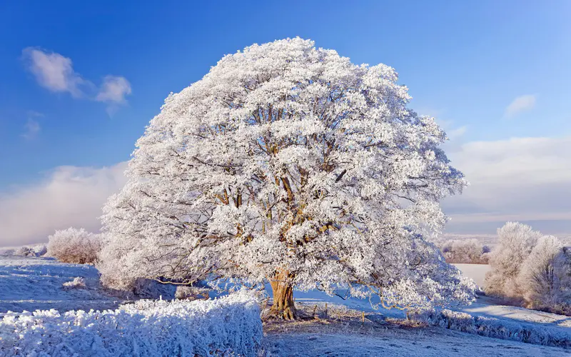 寒冷的冬季 雾凇 树木 雪原 5K桌面壁纸5120×3200