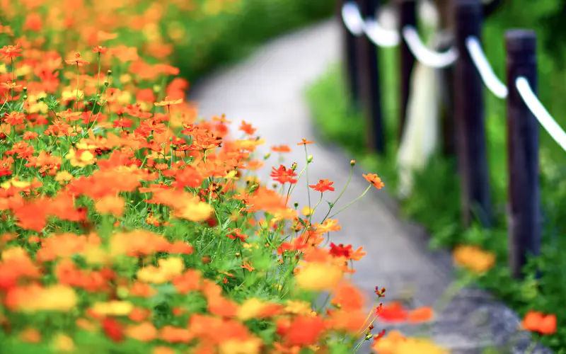 野花 菊花 2022 植物 模糊 5K桌面壁纸5120×3200 照片