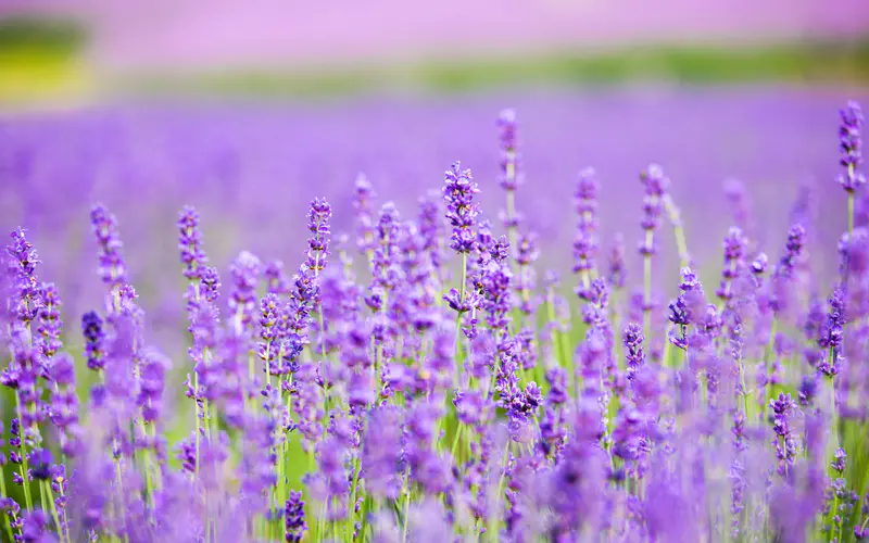 浪漫 紫色 薰衣草 花园 植物 5K桌面壁纸5120×3200