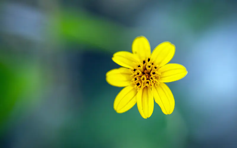 黄色 野菊花 花瓣 春季 植物 5K桌面壁纸5120×3200