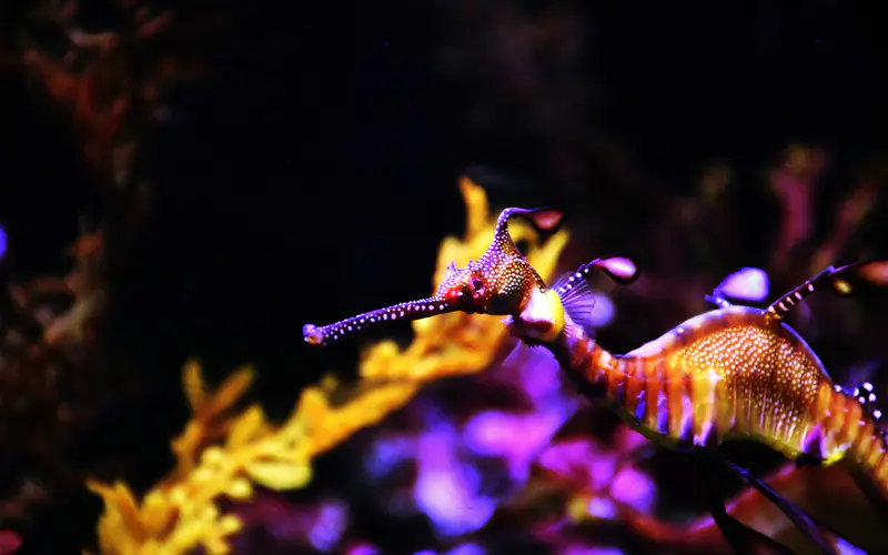 深海 海洋 生物 水族馆鱼 海马 5K桌面壁纸5120×3200