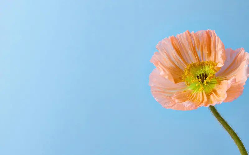 橙罂粟 蓝调 植物 特写 5K桌面壁纸5120×3200