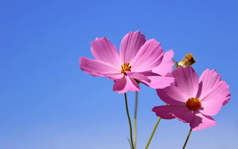 粉红色 兰花 花 蓝天 植物 宏观 5K桌面壁纸5120×3200