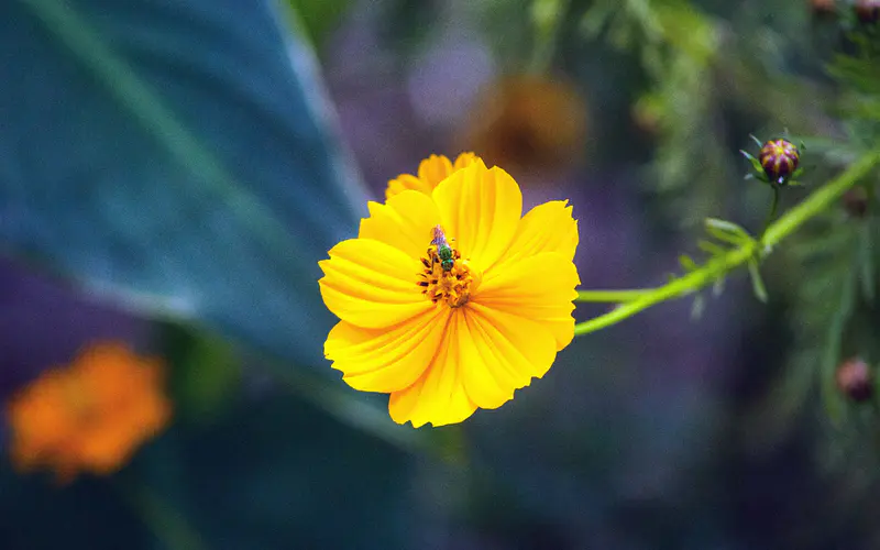 黄色 野生菊花 2022 植物 5K桌面壁纸5120×3200 宏