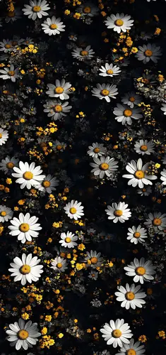 高清手机壁纸：黑色背景上的雏菊花卉艺术画作