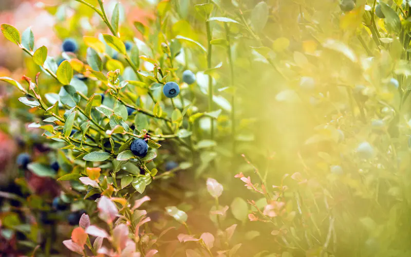 蓝莓,2022,自然,植物,5K桌面壁纸5120×3200,高清,照片