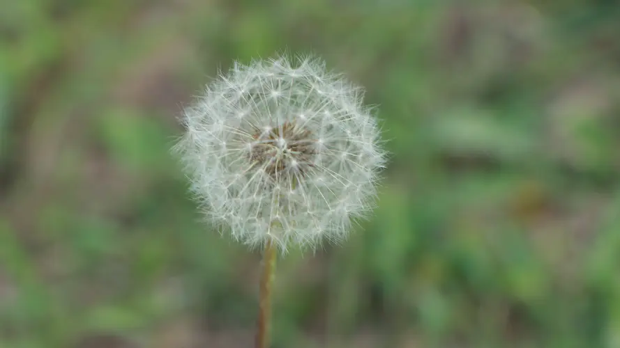 自然花卉蒲公英4K壁纸