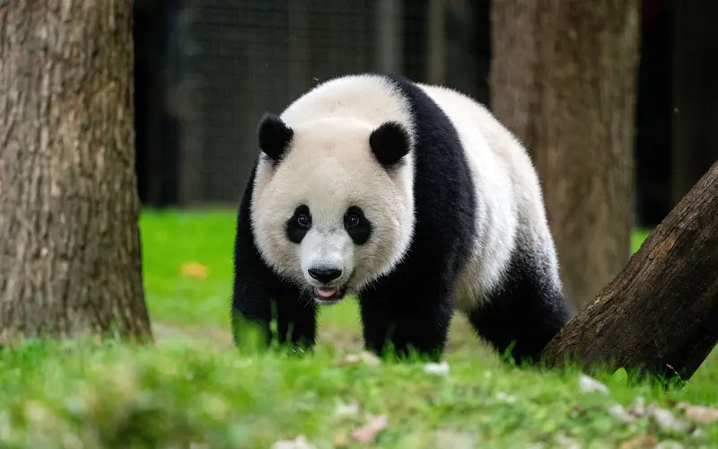 可爱的熊猫 动物 野生动物 卧龙 中国 5K桌面壁纸5120×3200