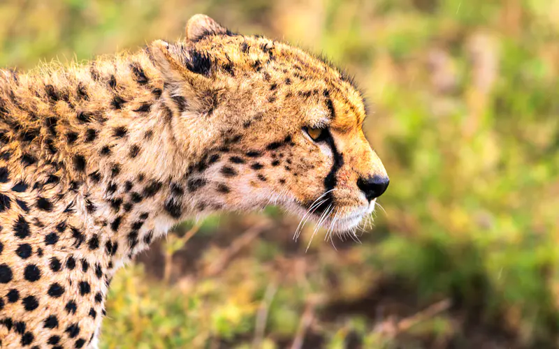 非洲 猎豹 2021 动物保护 5K桌面壁纸5120×3200 特写