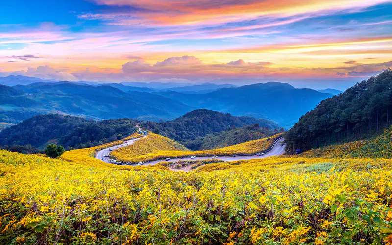 蜿蜒的山路 向日葵田 日落 泰国 5K