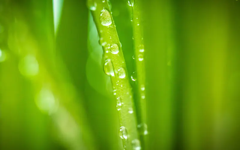 春季 新鲜 绿草 植物 滴 5K桌面壁纸5120×3200