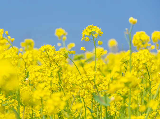 春天 油菜花 5K风景壁纸