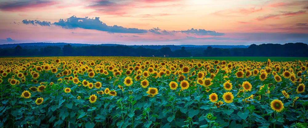 向日葵田野的日落景色_3840x1600带鱼屏_高清电脑桌面壁纸