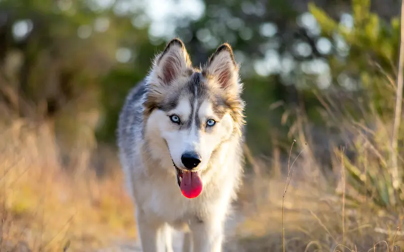 哈士奇犬 突出的舌头 户外 草 5K桌面壁纸5120×3200