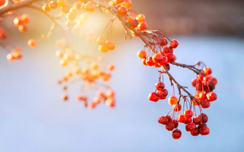 甜红色水果 冬季 阳光 特写 5K桌面壁纸5120×3200