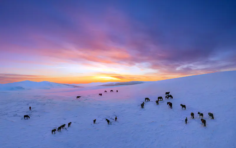 日落 草原生态区 雪山 野马 5K桌面壁纸5120×3200