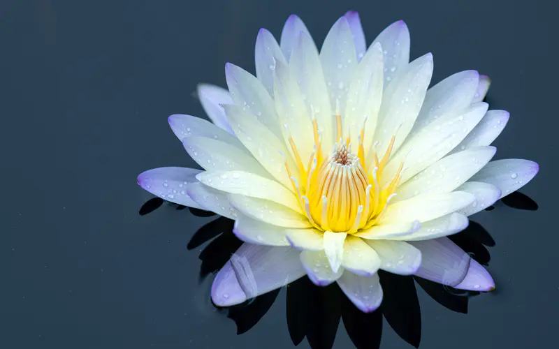 白色 水莲花 花朵 花 5K桌面壁纸5120×3200 特写镜头