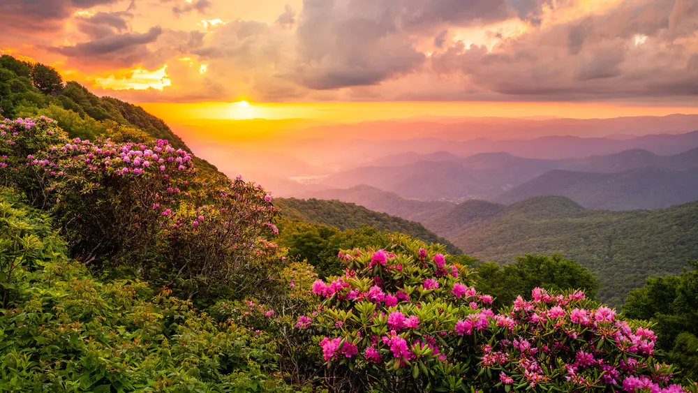 暮色山峦映杜鹃 夕阳山谷杜鹃盛开 绚烂晚霞映山花