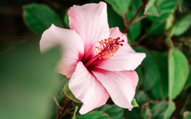 粉红色 花朵 植物 富埃特文图拉 西班牙 5K桌面壁纸5120×3200