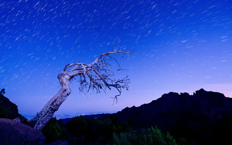 一棵树 山 夜晚 星轨 马德拉 葡萄牙 5K桌面壁纸5120×3200