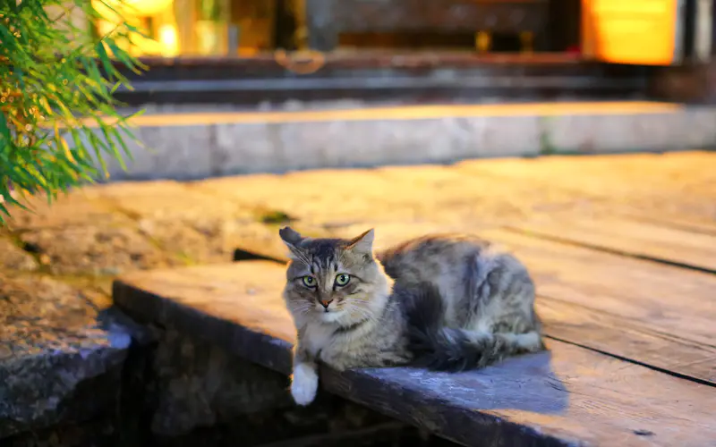 庭院 夜间 露台 猫 宠物 灯 5K桌面壁纸5120×3200