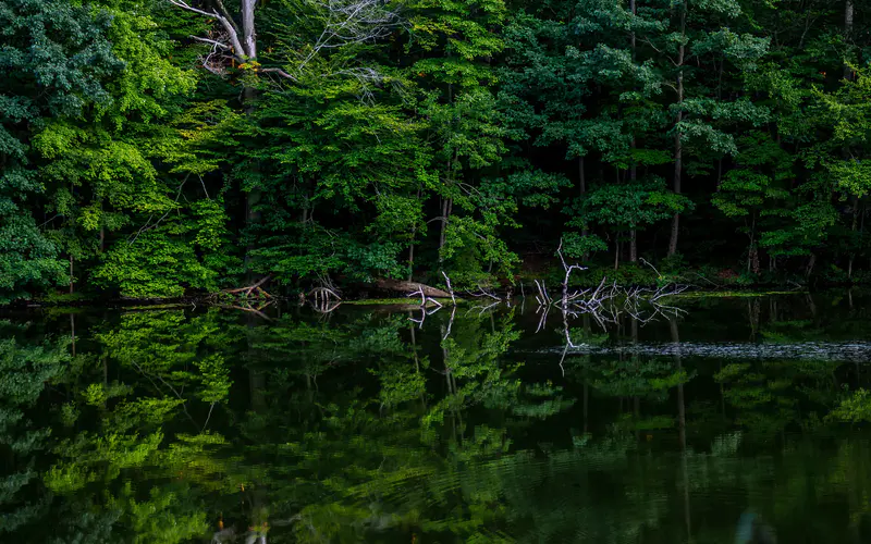 热带 原始 密集 森林 公园 湖泊 5K桌面壁纸5120×3200