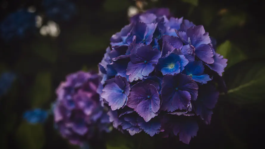 绣球花 草本植物 野花 hydrangeaceae 年度工厂 4K桌面壁纸 3840×2160