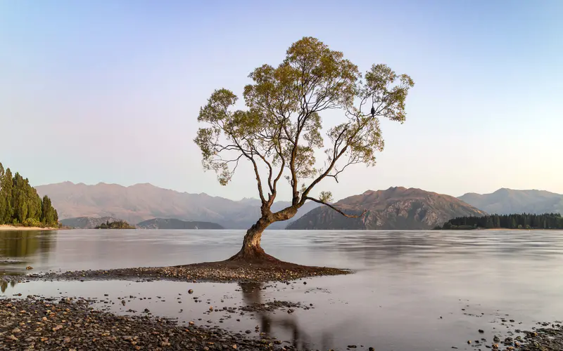 湖 树 早晨 瓦纳卡 新西兰 5K桌面壁纸5120×3200