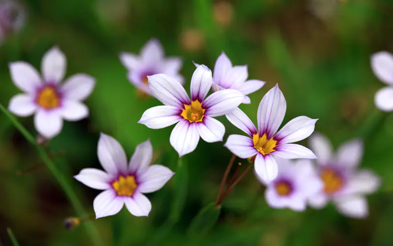 野花 蓝眼睛的草 花朵 花瓣 5K桌面壁纸5120×3200