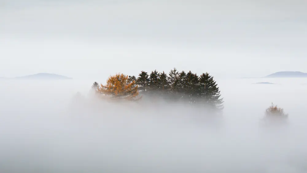 秋日晨雾森林-高清电脑桌面壁纸