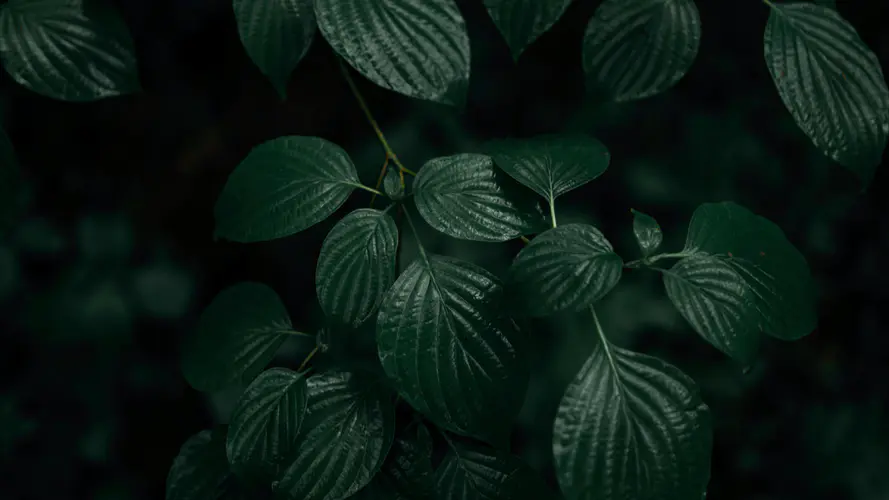 绿色的 植被 陆地上的植物 地被 和阴影的色彩 4K桌面壁纸 3840×2160