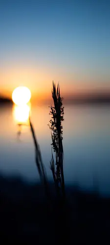 宁静湖畔 夕阳余晖映照下的湖面与植物剪影 自然风光壁纸