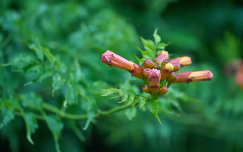 2023 春季 新鲜 植物 叶子 5K桌面壁纸5120×3200 特写镜头