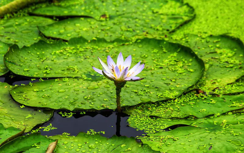 紫色 睡莲 莲花叶 露水滴 植物 5K桌面壁纸5120×3200