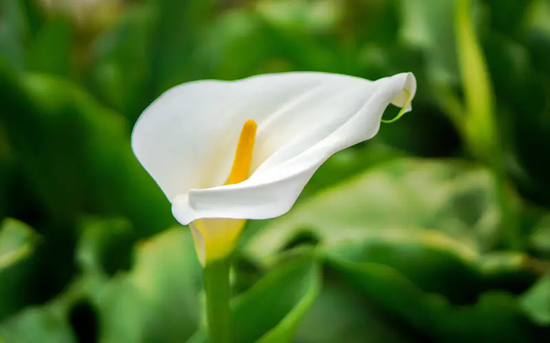 春天 绽放 白色 马蹄莲 植物 特写 5K桌面壁纸5120×3200