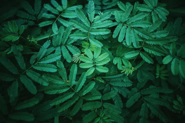 植物 绿色 叶 4K壁纸