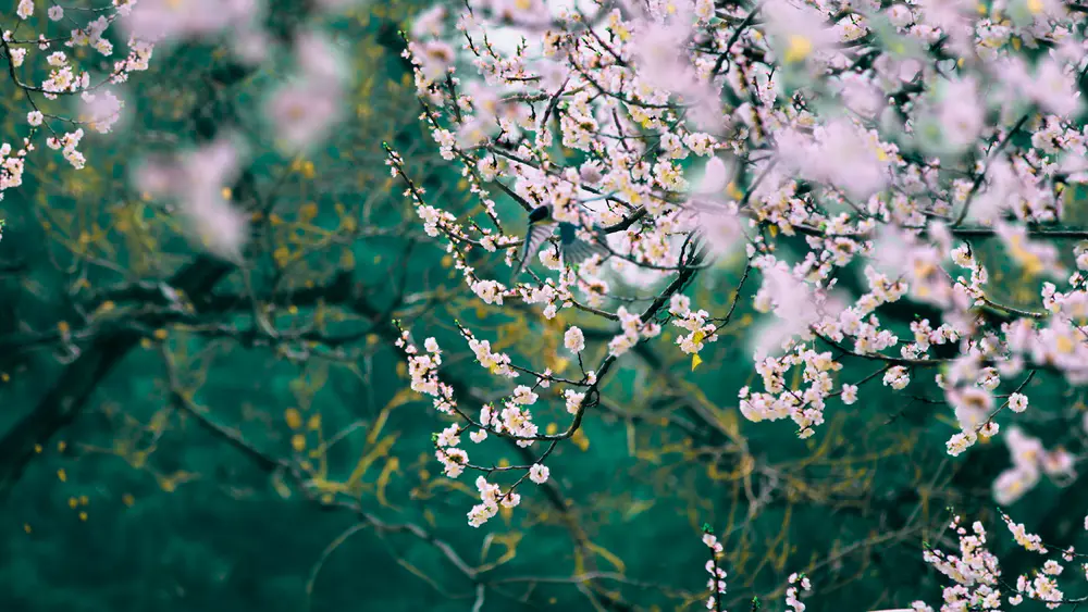 自然 风景 花卉 景深 4K壁纸