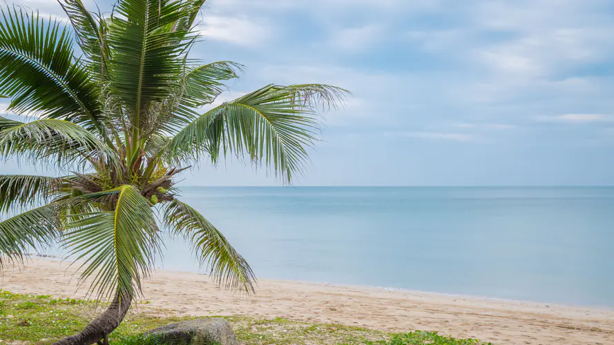 大海 陆地上的植物 4K桌面壁纸 3840×2160